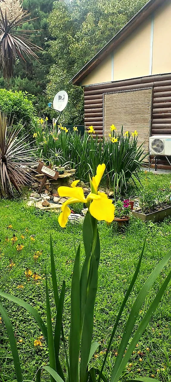 Jardín con lirios amarillos frente a una cabaña