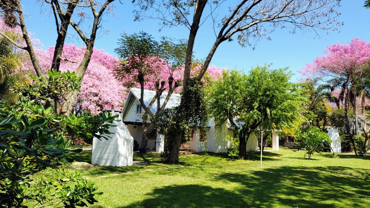 Cabañas blancas en un parque con lapachos en flor
