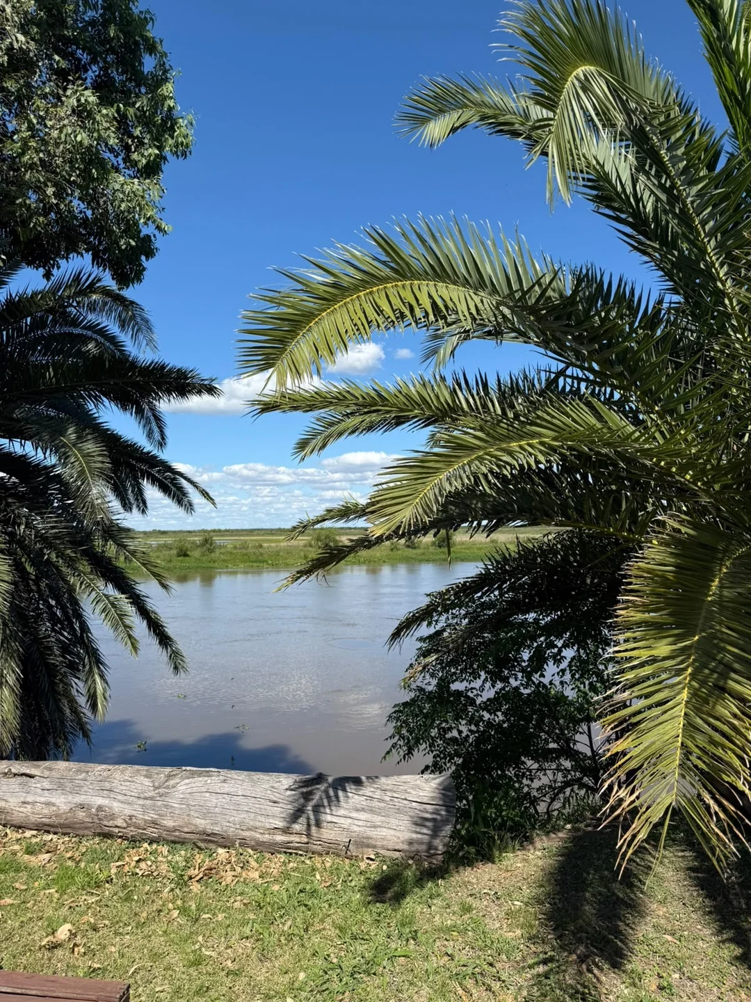 El río Coronda entre palmeras, desde la costa del complejo