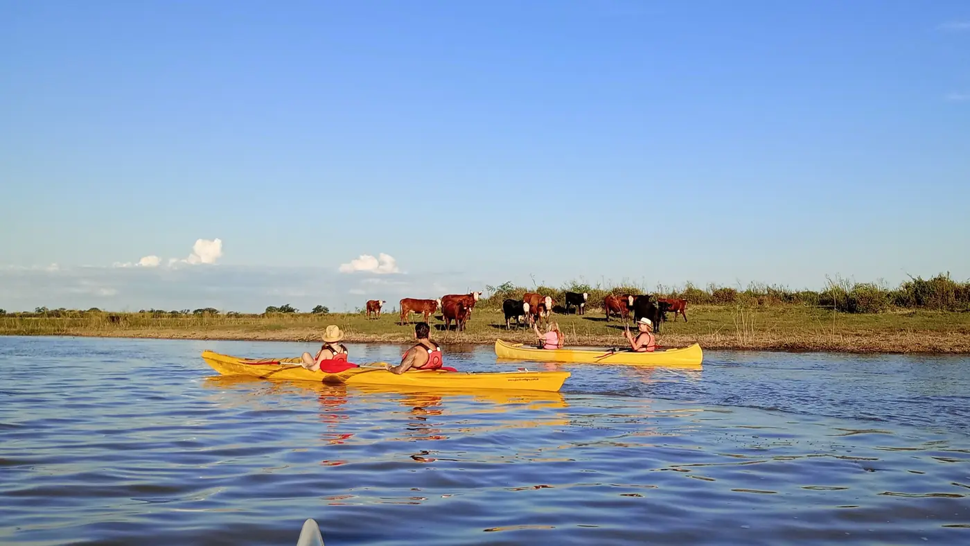 Grupo en kayaks amarillos frente a la costa con ganado