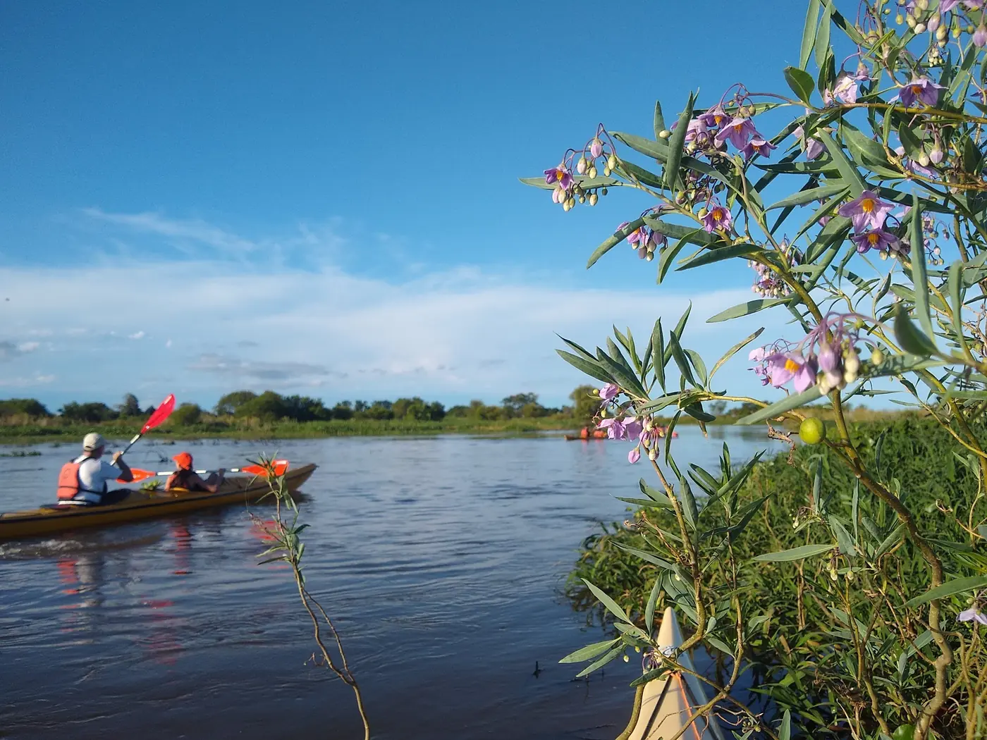 Kayak en el río con flores de la costa en primer plano